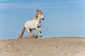 Obraz na płótnie Canvas Camargue horse running on the beach, Bouches du Rhône, France