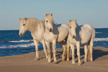 Obraz na płótnie Canvas Camargue horses on the beach, Bouches du Rhône, France