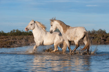 Obraz na płótnie Canvas Camargue horses stallions fighting in the water, Bouches du Rhône, France