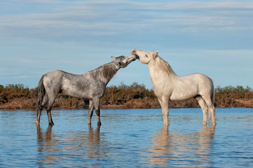 Fototapeta na wymiar Camargue horses stallions fighting in the water, Bouches du Rhône, France