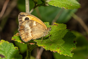 Satyridae Pyronia tithonus perched on a flower branch.