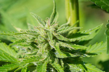 Feminized hemp plant produce industrial hemp flower for CBD. Close-up photo of Cannabis cones with leaves covered with trichomes. Hemp and hemp-derived CBD products are federally legal.