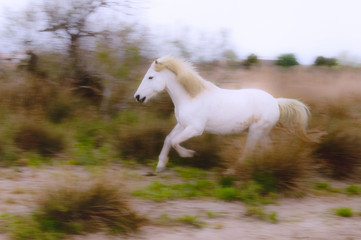 Obraz na płótnie Canvas Camargue horse running, Bouches du Rhône, France