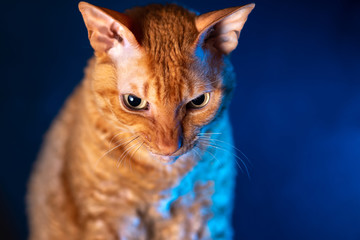 Cornish Rex on a black and blue background