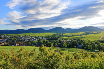 Fototapeta na wymiar Vineyard near Ilbesheim in the Pfalz, Germany