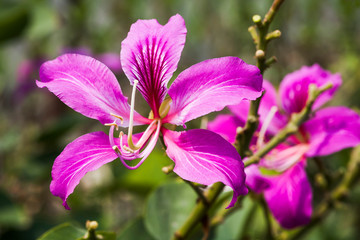 Close-up Bauhinia purpurea flower with the blurry background