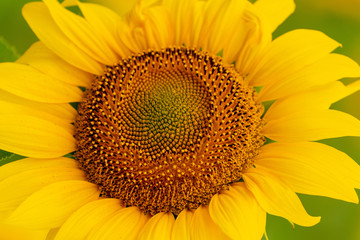 Sunflower blooming close-up photo