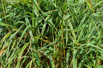 summer green grass in the field