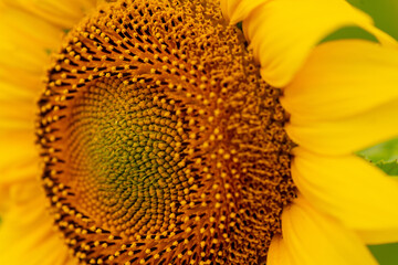 Sunflower blooming close-up photo