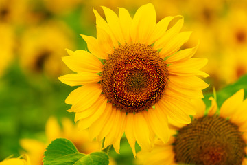 Sunflowers blooming in the field