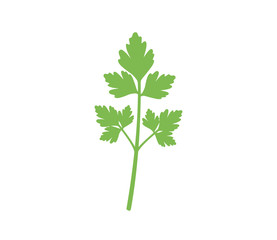 Fototapeta premium Parsley icon. Flat parsley illustration on white background. Green parsley vector. Fresh parsley. Coriander icon. 