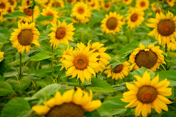 Obraz premium Sunflowers blooming in the field