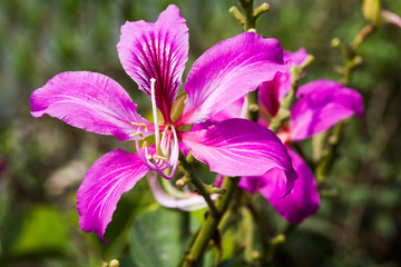 Close-up Bauhinia purpurea flower with the blurry background