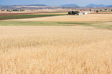 Fototapeta na wymiar campo de cereales bajo un cielo de lluvia, Murcia, Spain