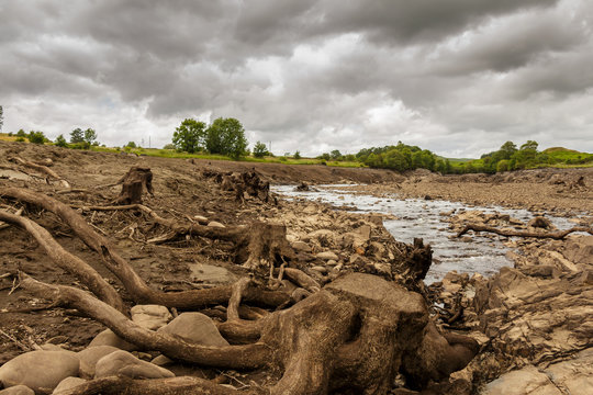 Tree trunks exposed from the former river bank in the drained Earlstoun Dam