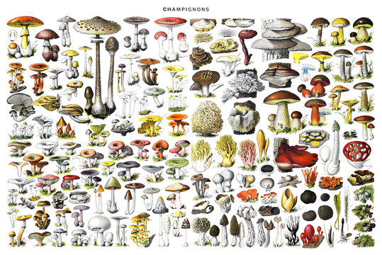 Big Mushroom collage with all different mushrooms. Autumn mushrooms view. Mushroom collection hand drawn illustrations. / Antique engraved illustration from Adolphe Millot. Without text for Wallpaper.