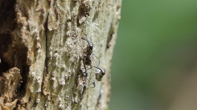 Pin-hole borer beetles, Ambrosia beetles, is insect pests in the mating season.