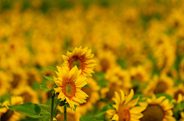 Sunflowers blooming in the field