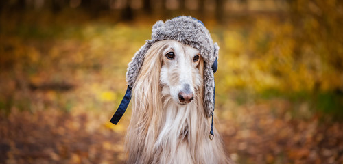 Dog, Afghan hound in a funny fur hat, against the background of the autumn forest. Concept clothes...