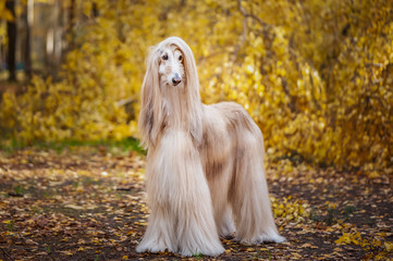 Dog, gorgeous Afghan hound, full-length portrait, against the background of the autumn forest,...