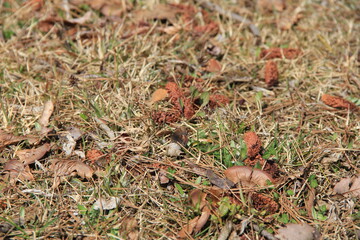下生えの中央に休憩しているシジミチョウがいる風景