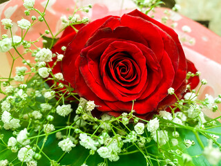red rose flower and green leaves around it