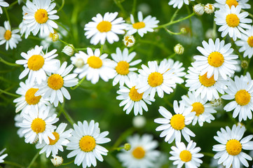 Fototapeta premium Daisies in the field, spring and summer theme, beautiful landscape