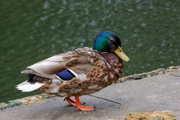 Stockente