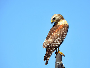 Red-shouldered Hawk Perched