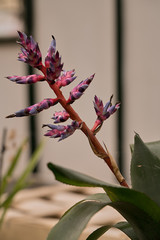 Close-up of Bromeliad Aechmea fendleri (Aechmea porteoides) on a defocused light background. 