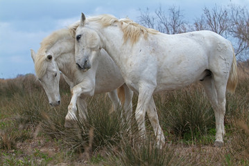 Obraz premium Camargue white horses, Bouches du Rhône, France