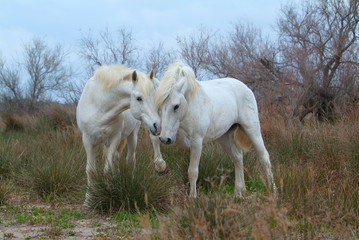 Fototapeta premium Camargue white horses, Bouches du Rhône, France