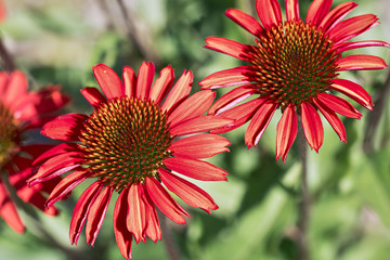Closeup of red echinacea flowers on an unfocused green background 