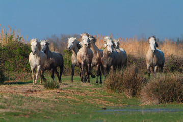 Naklejka na ściany i meble Camargue white horses running in a marsh, Bouches du Rhône, France