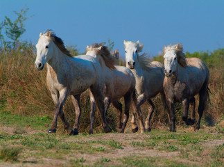 Naklejka na ściany i meble Camargue white horses running in a marsh, Bouches du Rhône, France