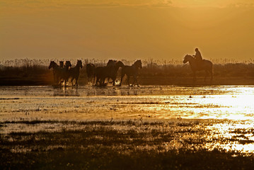 Camargue white horses galloping in a marsh at sunset, Bouches du Rhône, France