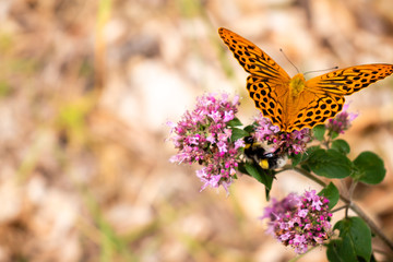 Orange and black butterfly on a purple flower in Germany. 