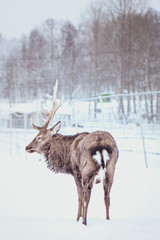 Noble Sika deer ,  Cervus nippon, spotted deer ,  walking in the snow on a white background