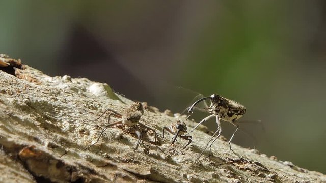 Pin-hole borer beetles, Ambrosia beetles, is insect pests in the mating season.