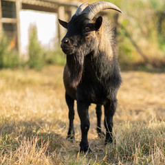 Cabras enanans - dwarf goats
