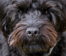 Naklejka na ściany i meble Hampshire, England, UK. August 2020. Portrait of a black borderpoo dog. A cross between a Border Terrier and a Poodle