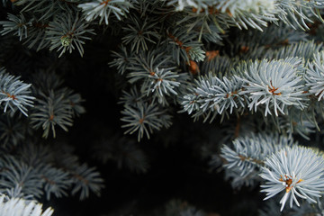 Branches of blue spruce on sky background, close-up macro