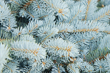 Naklejka na ściany i meble Branches of blue spruce on sky background, close-up macro