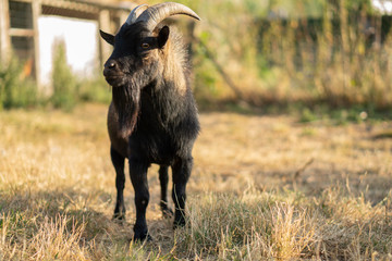 Cabras enanans - dwarf goats