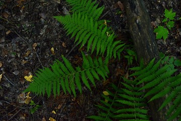 green fern