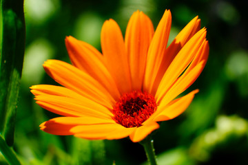 Bright summer background with growing flowers calendula, marigold.