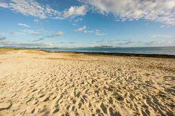 Fototapeta na wymiar playa de Es Dolç, dunas de Son Real, bahia de Alcudia, Santa Margarida, Mallorca, balearic islands, spain, europe