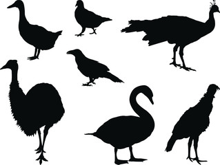 set of silhouettes of birds