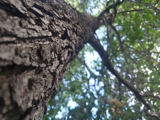 trunk of a tree