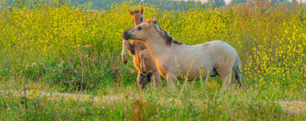 Horse in a bright field with colorful wild flowers at sunrise in an early summer morning with a blue sky, Almere, Flevoland, The Netherlands, August 11, 2020 © Naj